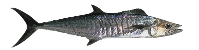 Spanish Mackerel